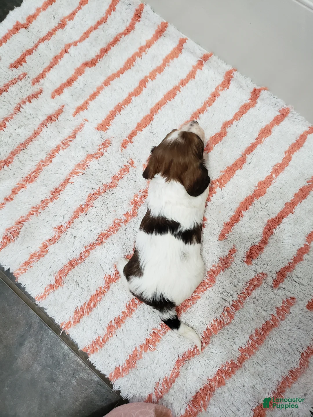 Miniature Dachshund dogs for sale: Rylan - Ad 11