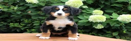 Bernese Mountain Dog dogs for sale: Ranita - Ad 3