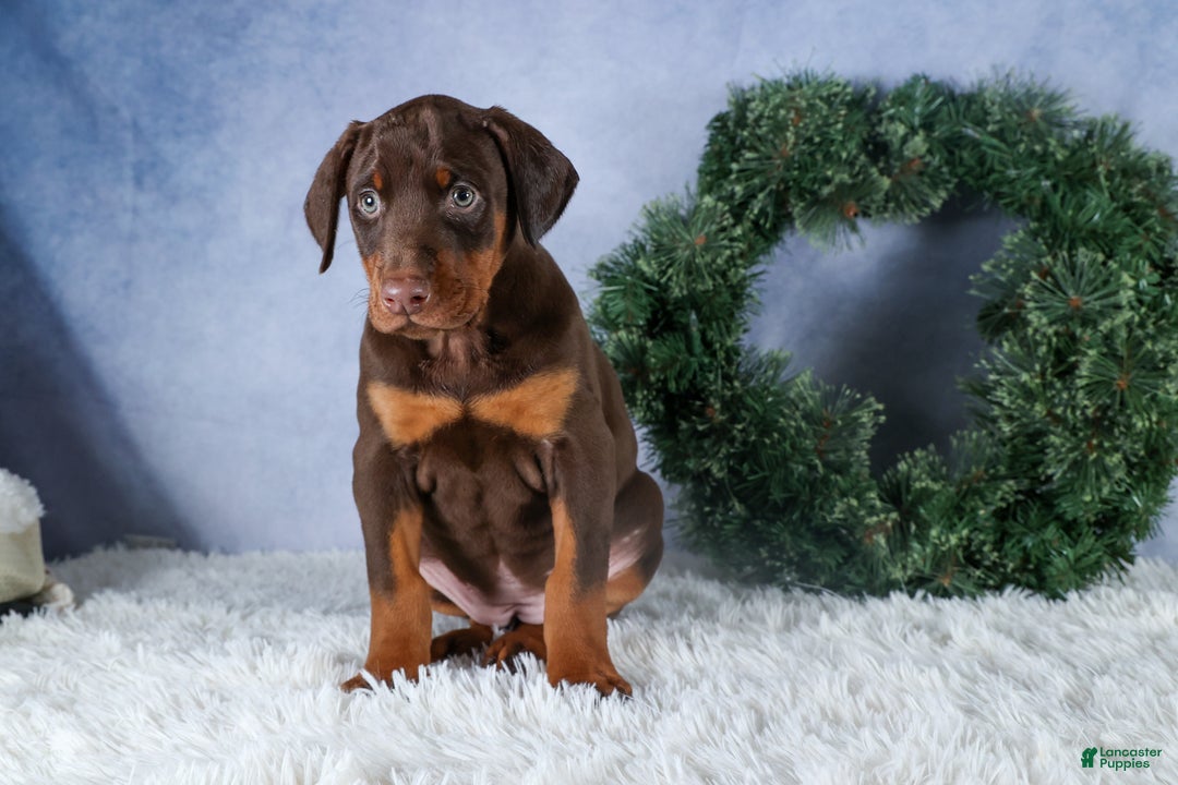 Doberman Pinscher dogs for sale: TASHA - Ad 11