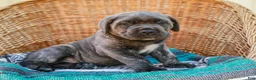 Cane Corso dogs for sale: Maximus (Champion Bloodline) - Ad 6