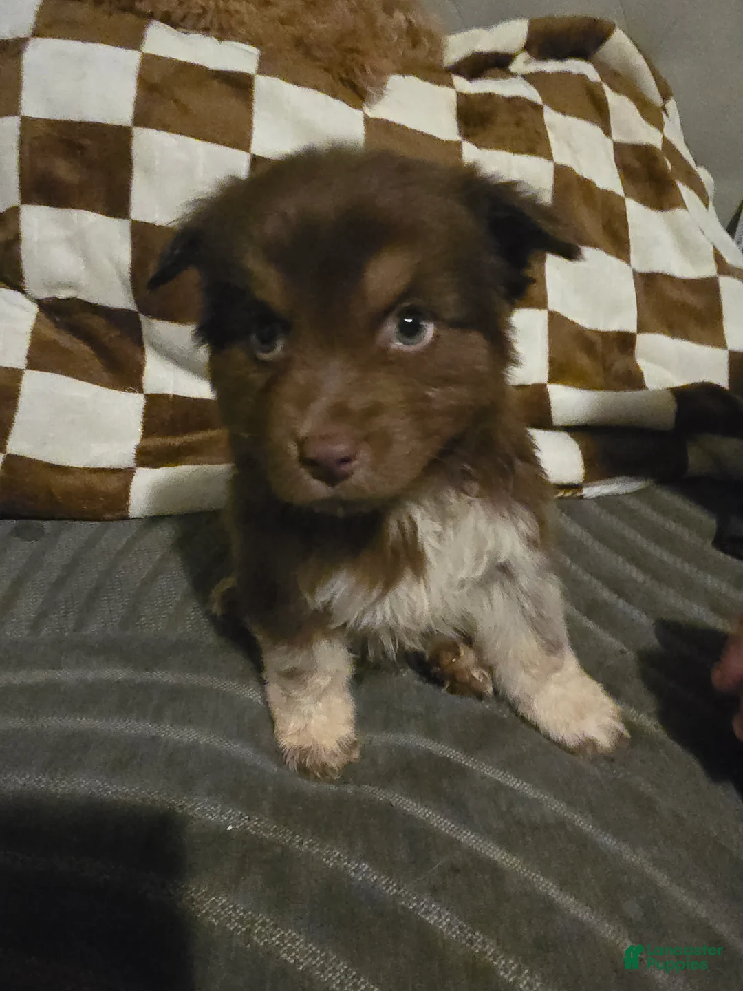 Australian Shepherd dogs for sale: Male 3 - Ad 1