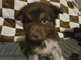 Australian Shepherd dogs Male 3 - Ad 6