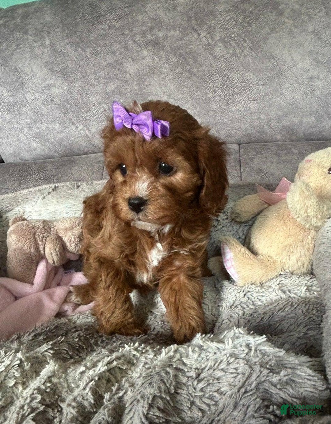 Cavapoo dogs for sale: Bella - Ad 5