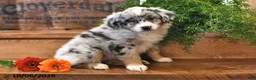 Australian Shepherd dogs for sale: Autumn - Ad 3