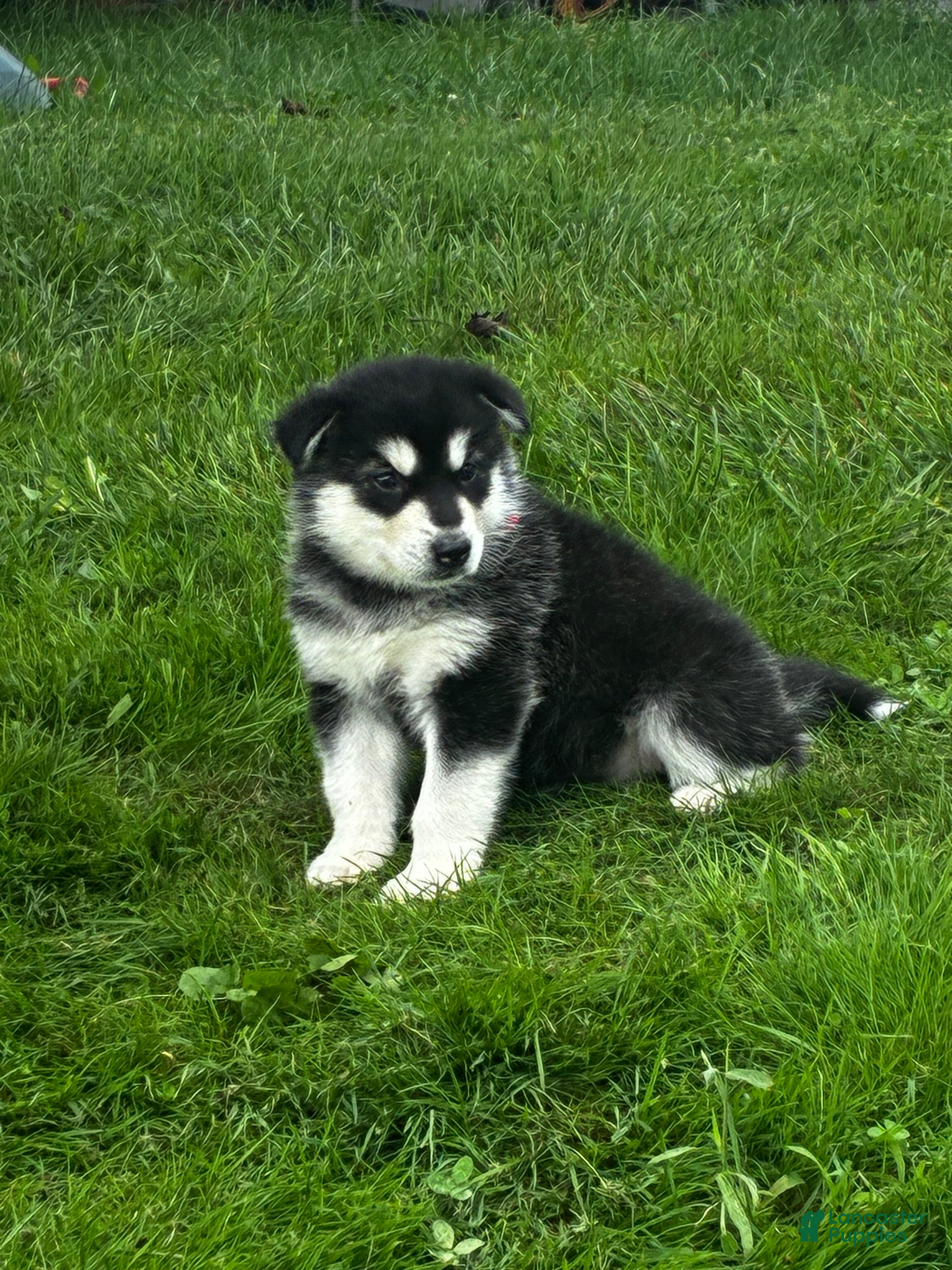 Alaskan Malamute dogs Zora - Ad 2