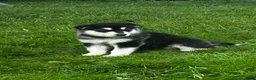 Alaskan Malamute dogs for sale: Zora - Ad 2