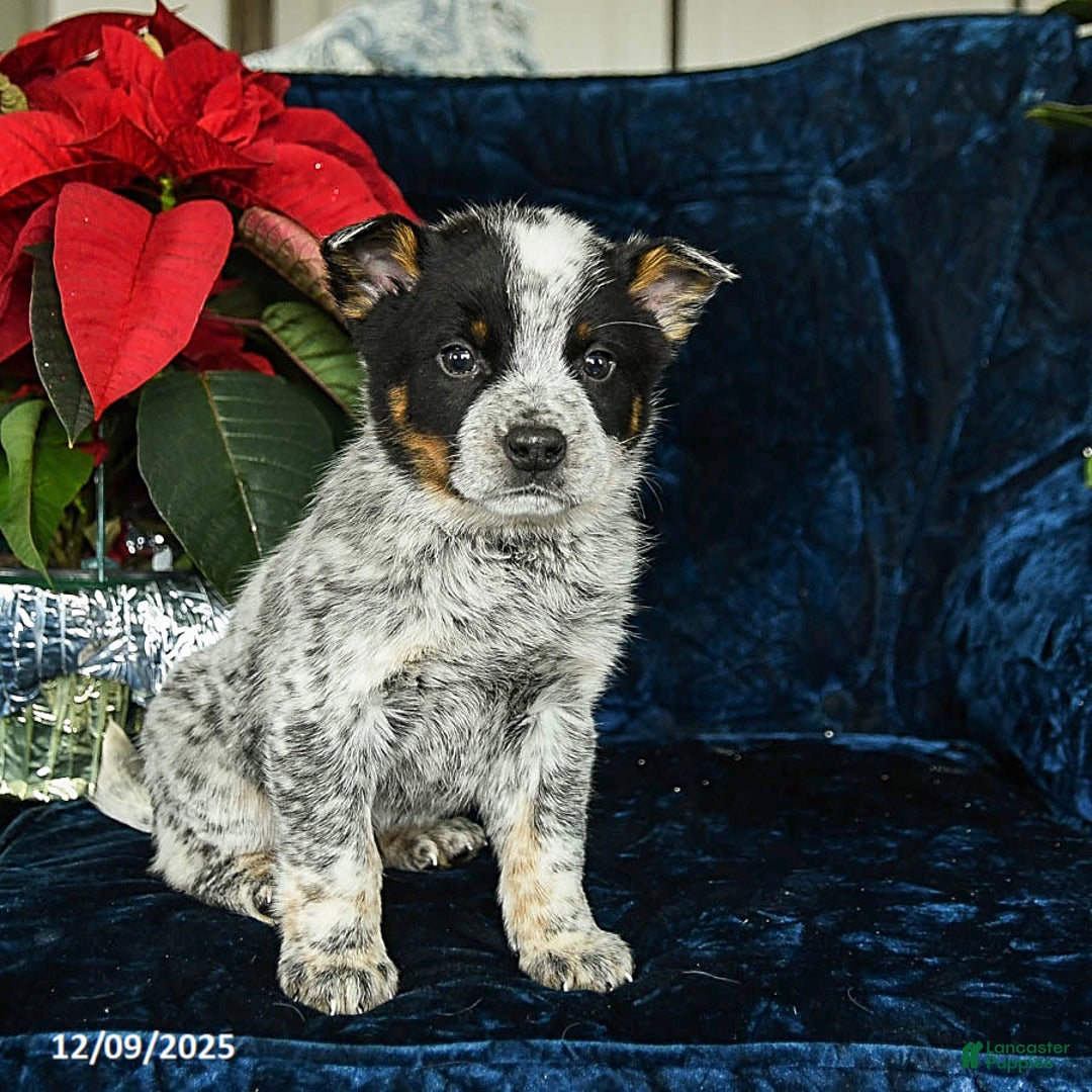 Australian Cattle Dog dogs for sale: Enzo - Ad 2