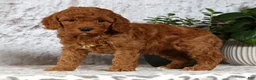 Cavapoo dogs for sale: Candy - Ad 5