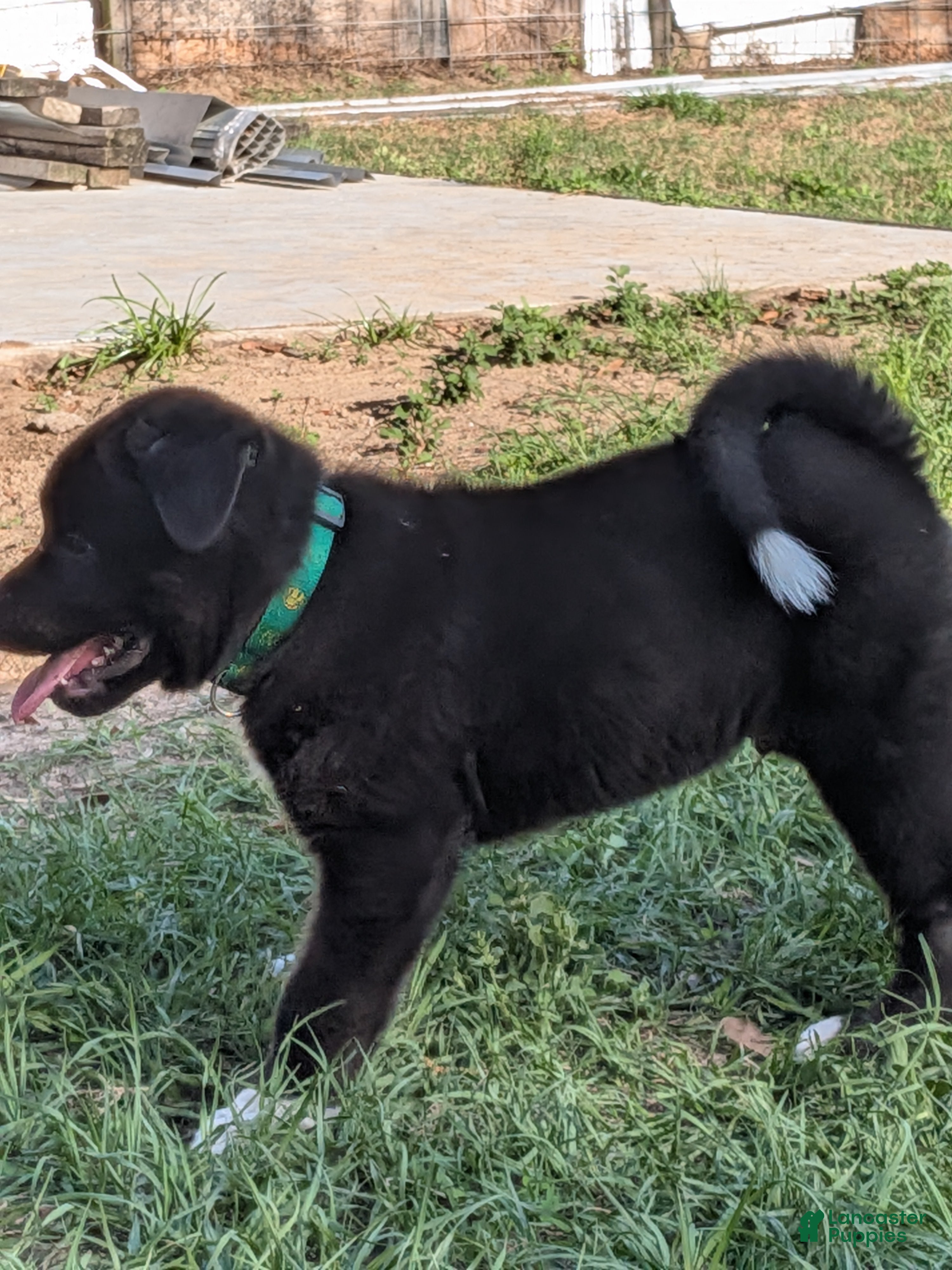 Akita dogs Akita Puppy 3 - Ad 2