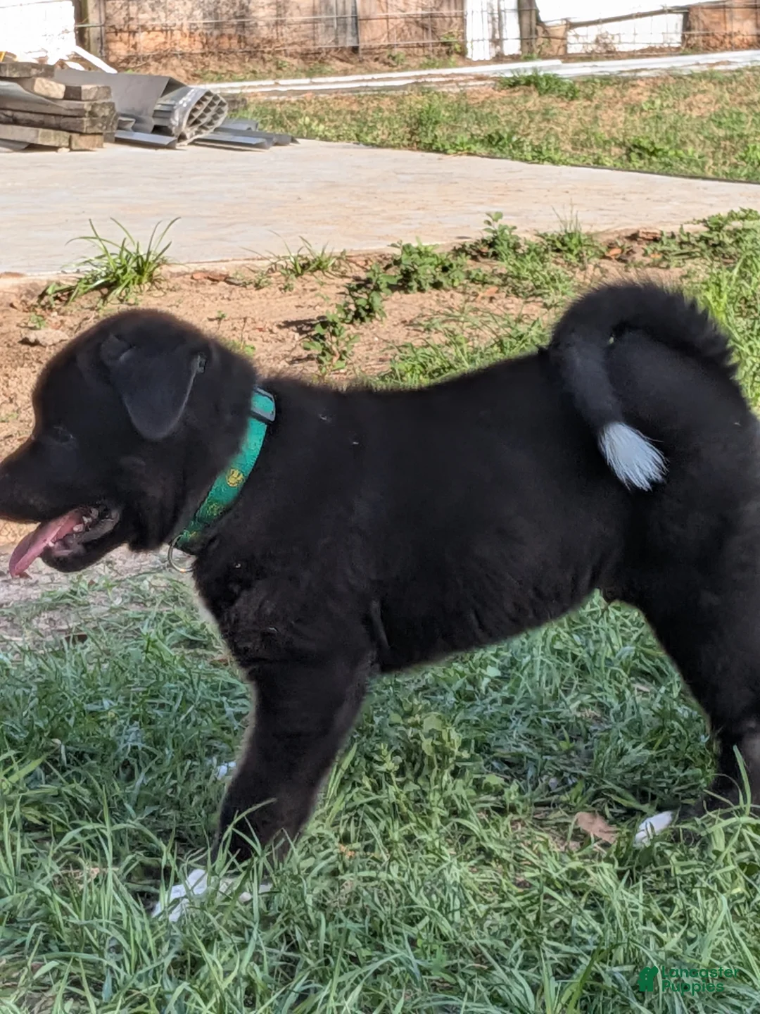 Akita dogs for sale: Akita Puppy 3 - Ad 2