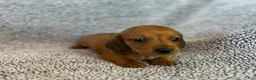 Miniature Dachshund dogs for sale: Paisley  - Ad 7