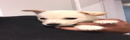 Mixed Breed dogs for sale: Sunny - Ad 2