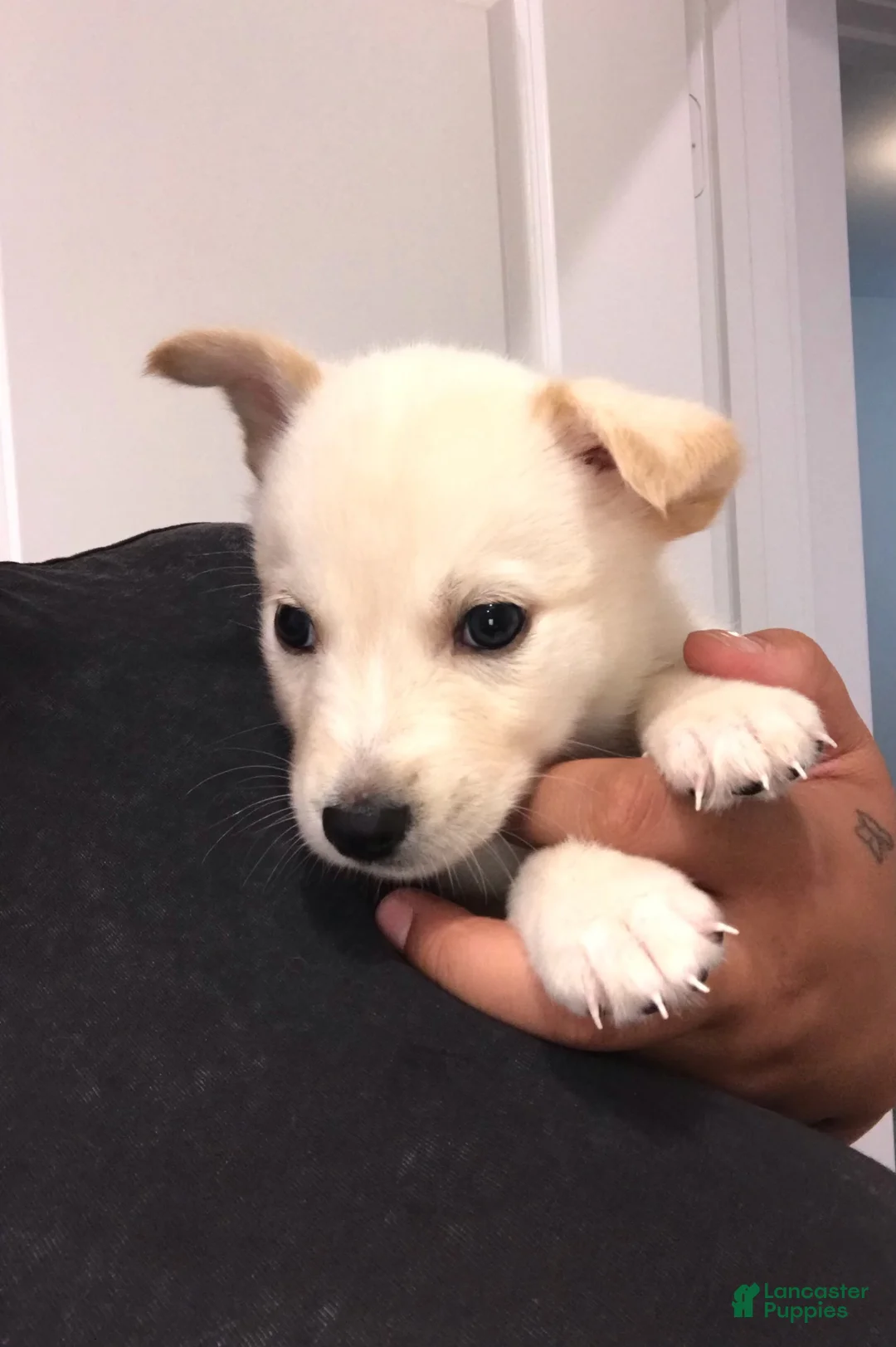 Mixed Breed dogs for sale: Sunny - Ad 2