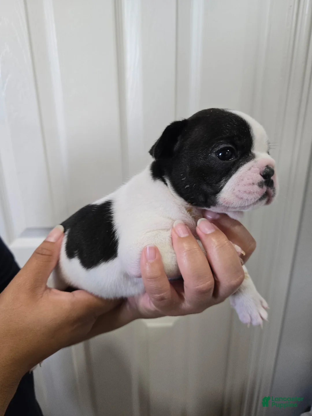 French Bulldog dogs for sale: Stitch - Ad 1