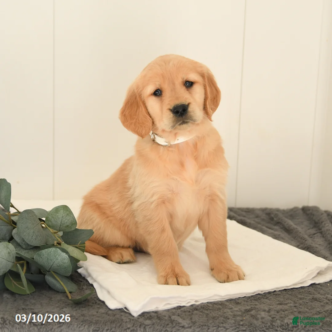 Golden Retriever dogs for sale: Montana - Ad 1