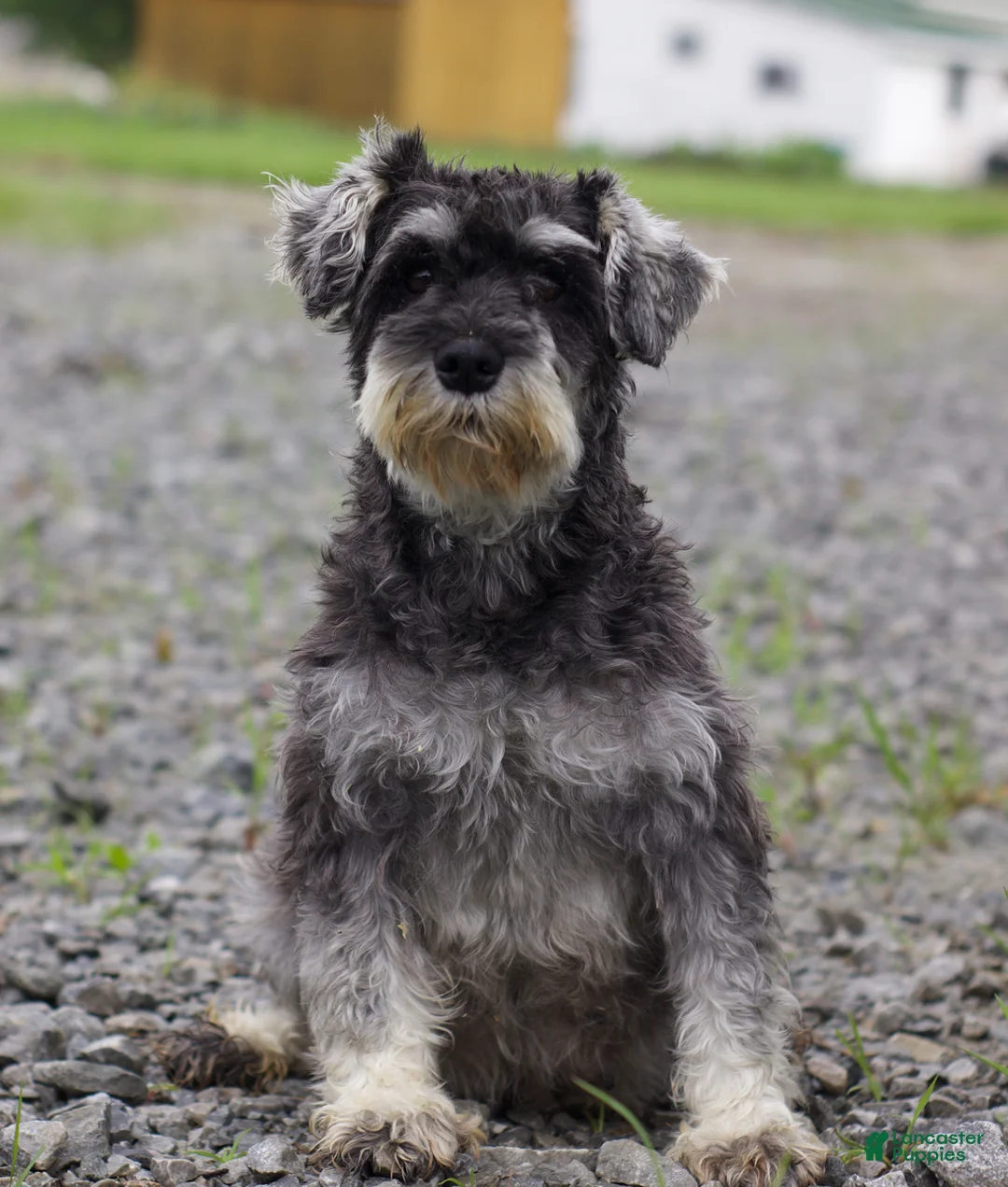 Miniature Schnauzer dogs for sale: Shelly Special Needs - Ad 6