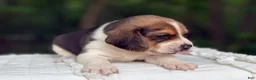 Beagle dogs for sale: Aspen - Ad 5