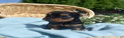 Yorkshire Terrier dogs for sale: Cheerio - Ad 4