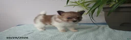 Pomeranian dogs for sale: Benny - Ad 3