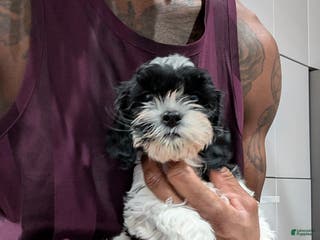 Cockapoo dogs Jules (F2b) - Ad 30