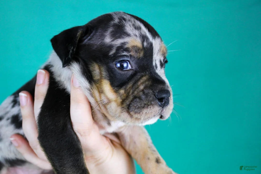 American Bully dogs for sale: Black Tri Merle Female - Ad 2