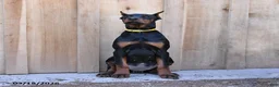 Doberman Pinscher dogs for sale: Reese - Ad 4