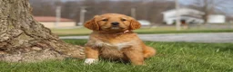 Golden Retriever dogs for sale: Iris - Ad 2