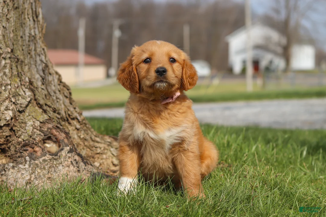 Golden Retriever dogs for sale: Iris - Ad 2