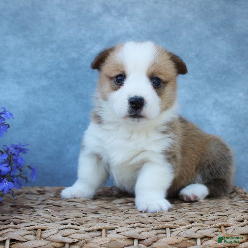 Welsh Corgi Pembroke dogs for sale: Gouda - Ad 4