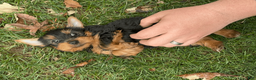 Yorkshire Terrier dogs for sale: Joey  - Ad 5