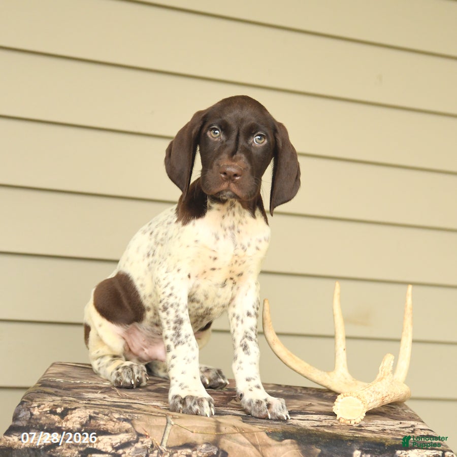 German Shorthaired Pointer dogs Drake - Ad 1