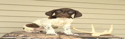 German Shorthaired Pointer dogs for sale: Drake - Ad 1