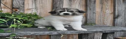 Mixed Breed dogs for sale: Bowan - Ad 4