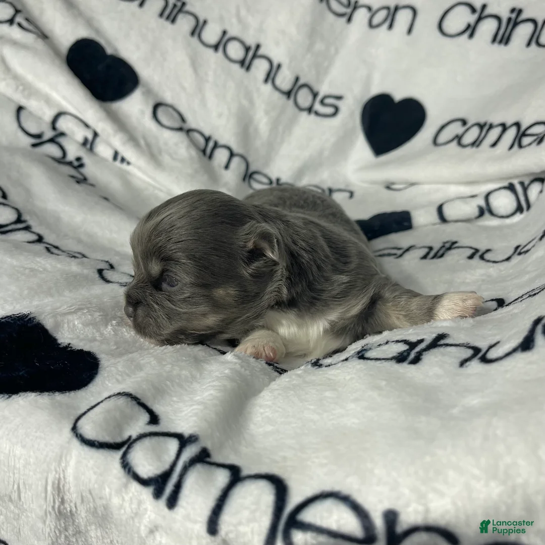 Chihuahua dogs for sale: Fern Blue Long Coat - Ad 6