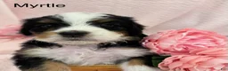 Bernedoodle dogs for sale: Bernedoodle Puppy 8 - Ad 1