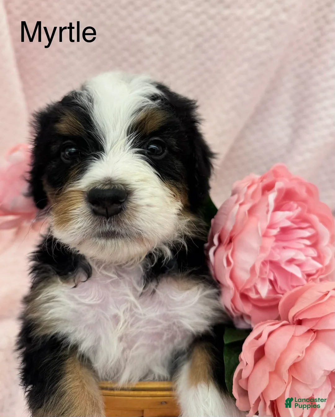 Bernedoodle dogs for sale: Bernedoodle Puppy 8 - Ad 1