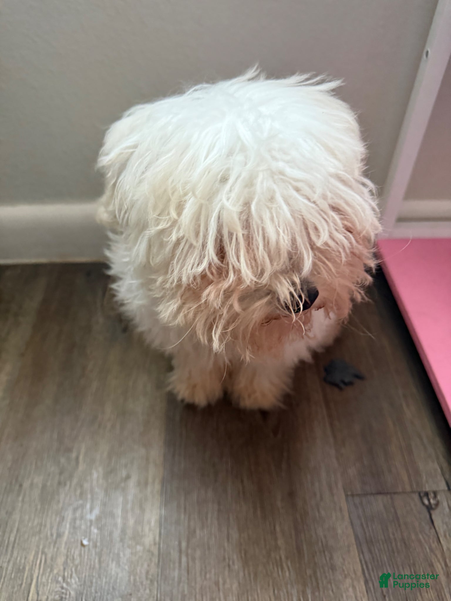 Mixed Breed dogs for sale: Mixed Breed Puppy 1 - Ad 3