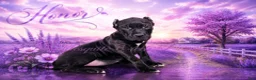 Presa Canario dogs for sale: Honor - Ad 3