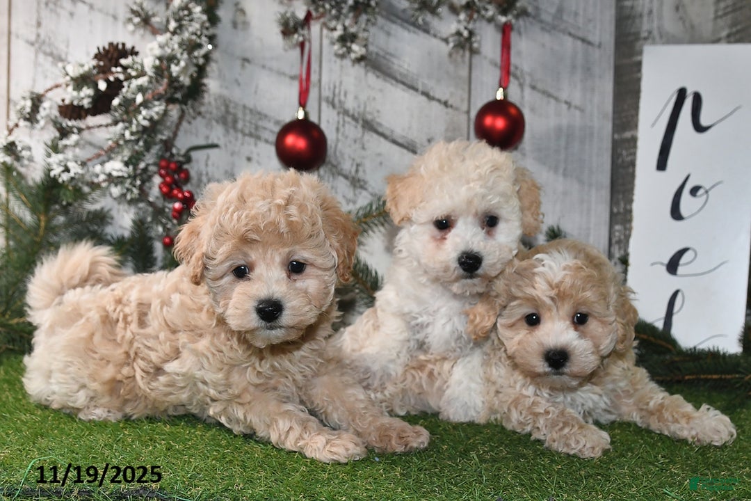 Maltipoo dogs for sale: Lilly Rose - Ad 3