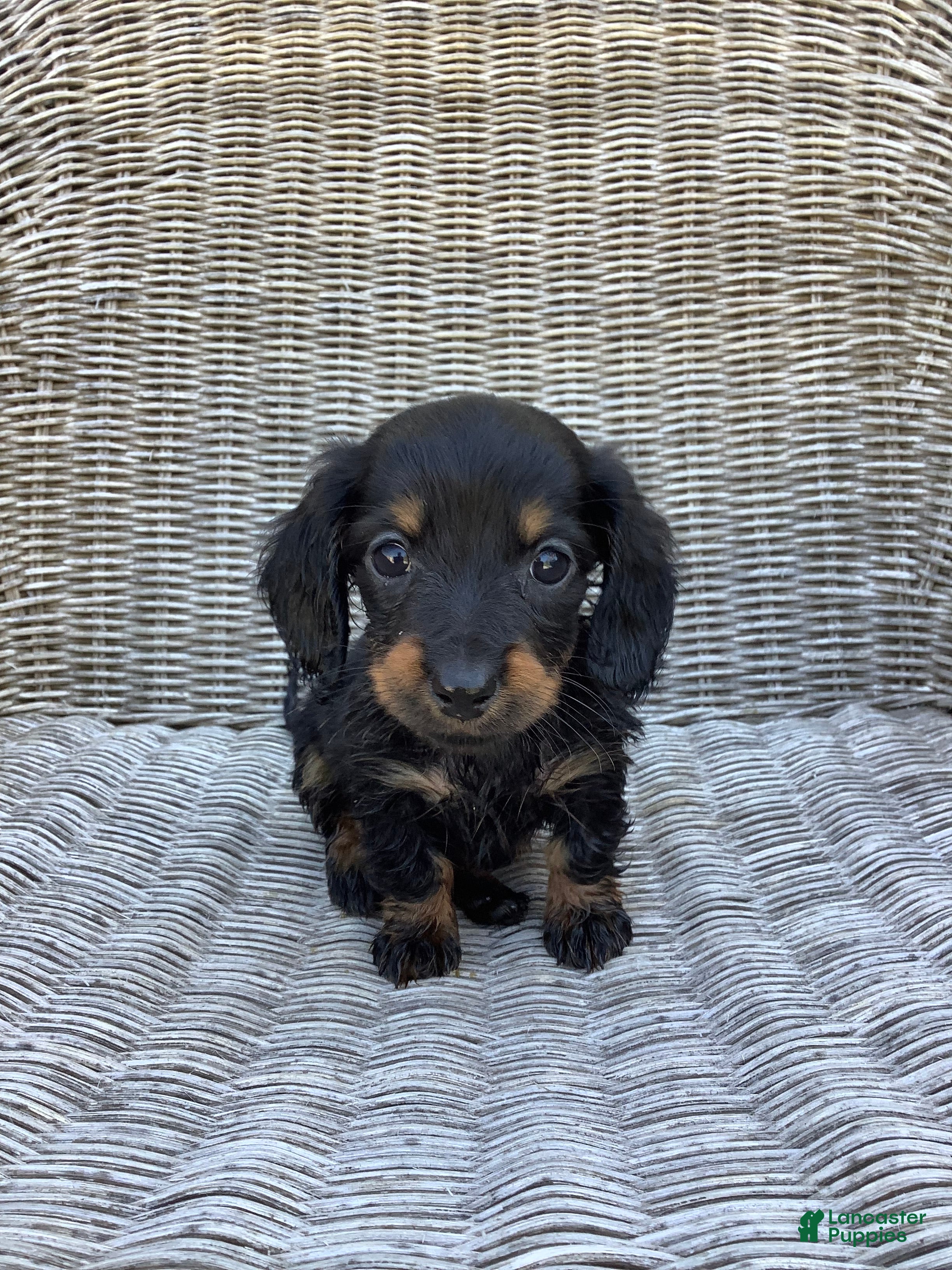 Dachshund dogs Sunny - Ad 1
