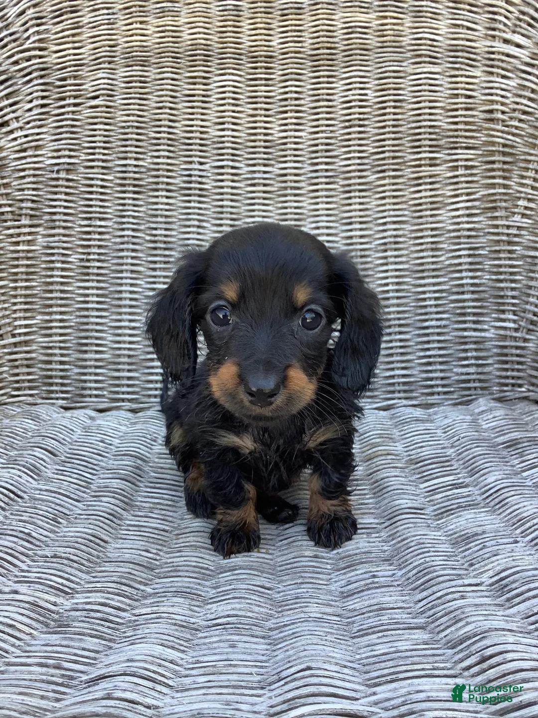 Dachshund dogs for sale: Sunny - Ad 1
