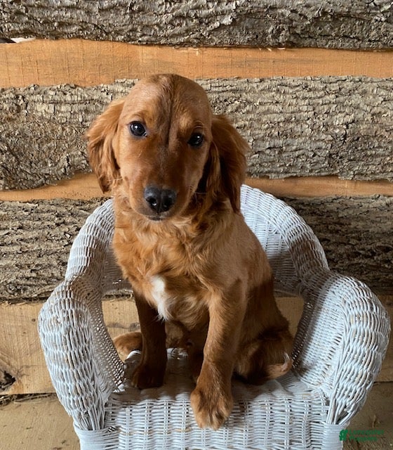 Mini Goldendoodle dogs Dreamer- mini / medium - Ad 1