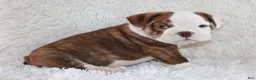 English Bulldog dogs for sale: Hudson - Ad 3