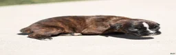 Boxer dogs for sale: Laney Boxer Puppy  - Ad 5