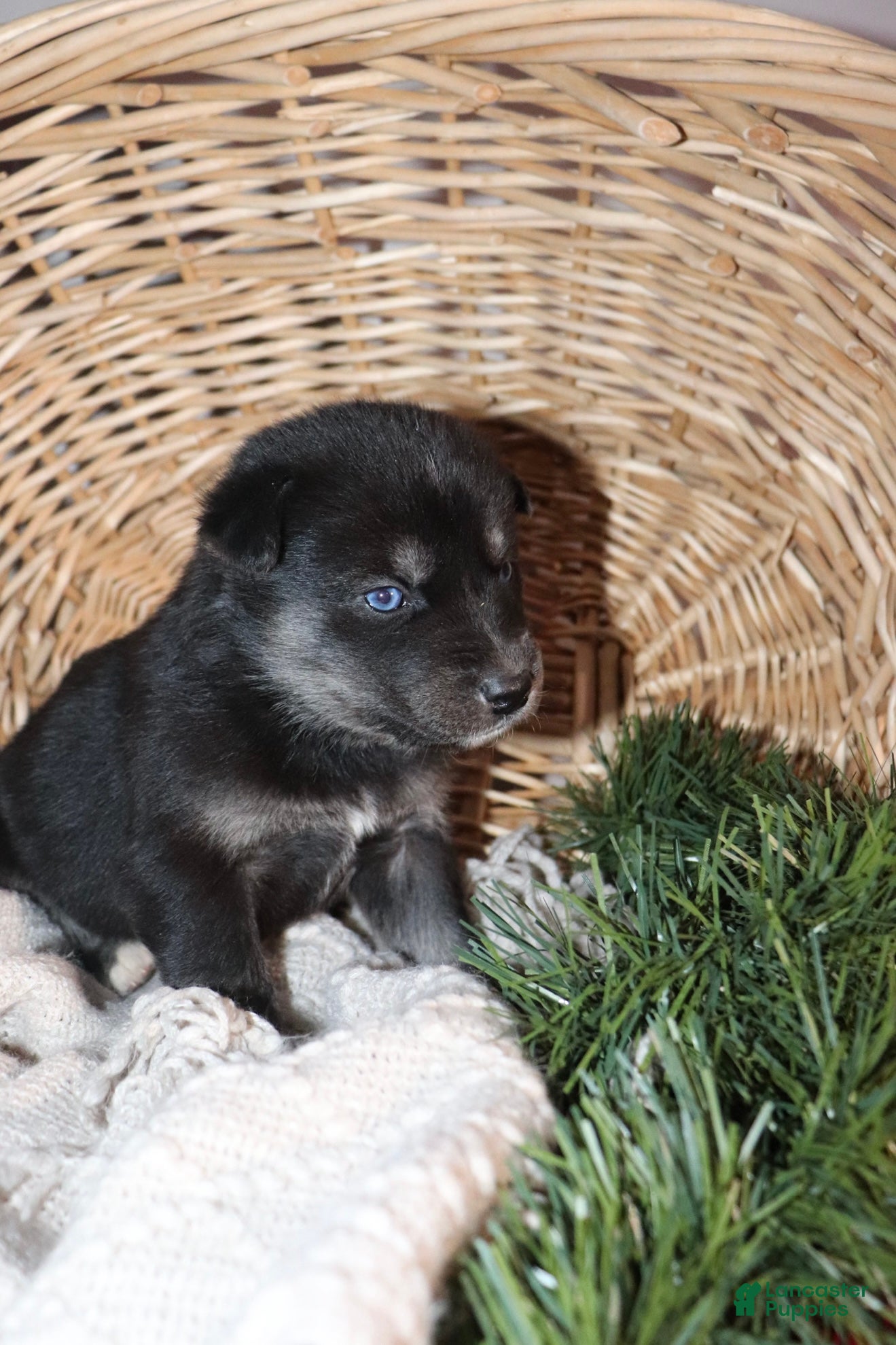 Goberian dogs Ginger - Ad 3