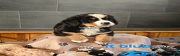 Bernese Mountain Dog dogs for sale: Lt Blue - Ad 1