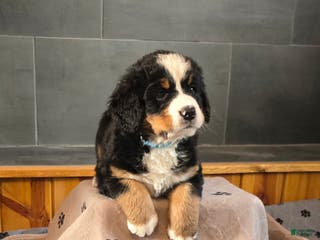 Bernese Mountain Dog dogs Lt Blue - Ad 3