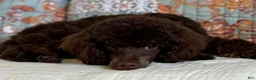 Miniature Poodle dogs for sale: Phineas - Ad 7