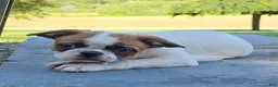 Mixed Breed dogs for sale: Oscar Pie - Ad 6