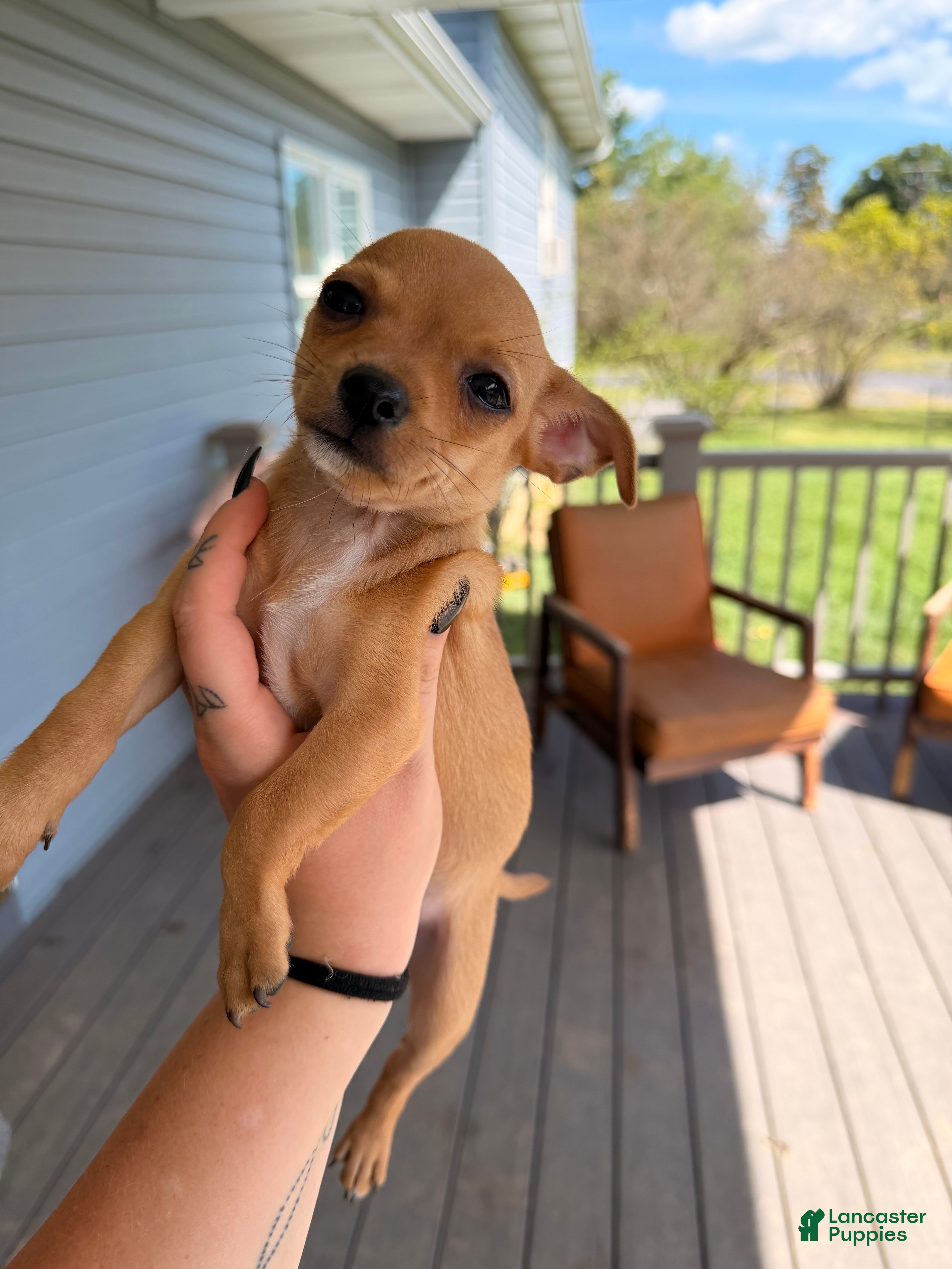 Chihuahua dogs Niko - Ad 1